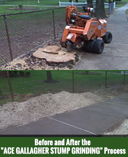 Before and After of Stump Grinding